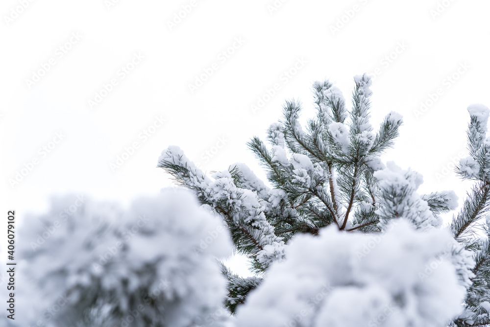 Christmas tree covered with snow. Twigs with needles covered with white fluff. Winter weather. Frost and snow on trees.