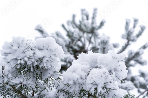 Christmas tree covered with snow. Twigs with needles covered with white fluff. Winter weather. Frost and snow on trees. © PhotoRK