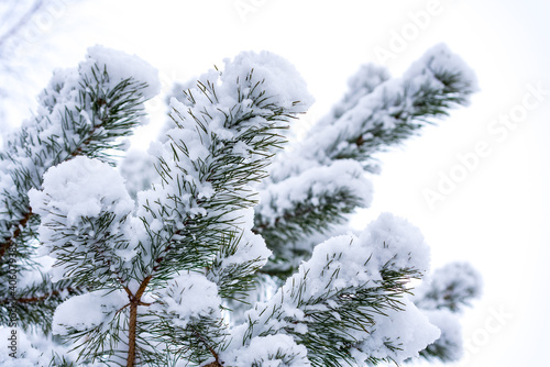 Christmas tree covered with snow. Twigs with needles covered with white fluff. Winter weather. Frost and snow on trees.