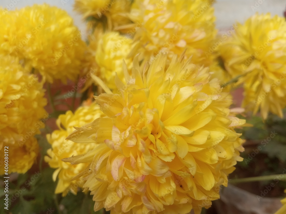 This image taken on 16th January in 2021 in areas Nirsa Dhanbad Jharkhand . this image is Guldaoudi flowers. This image taken on 16th January in 2021 in areas Nirsa Dhanbad Jharkhand . this image is Guldaoudi flowers.