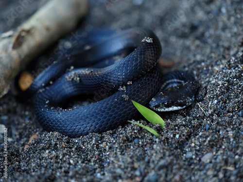 カラスヘビ Elaphe quadrivirgata photo