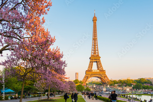 Eiffel Tower with Magnolia flowers in Paris. © resul