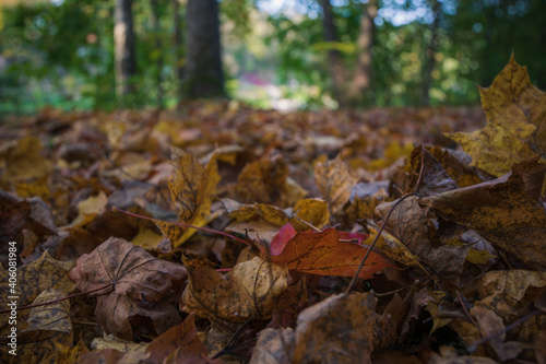 autumn leaves on the ground