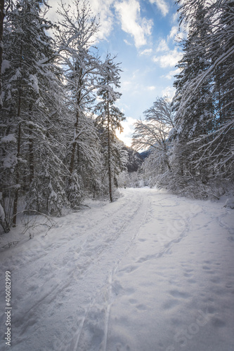 Winter landscape in the nature: Footpath, snowy trees and blue sky © Patrick Daxenbichler