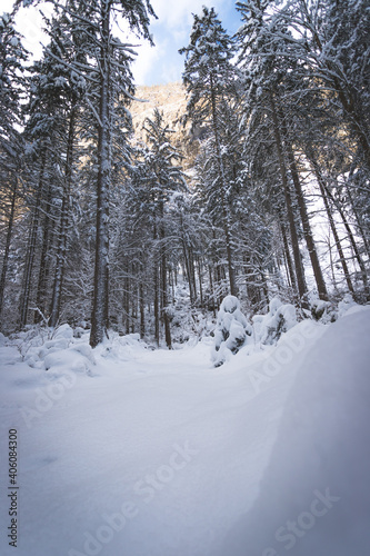 Winter landscape in the nature: Footpath, snowy trees and blue sky