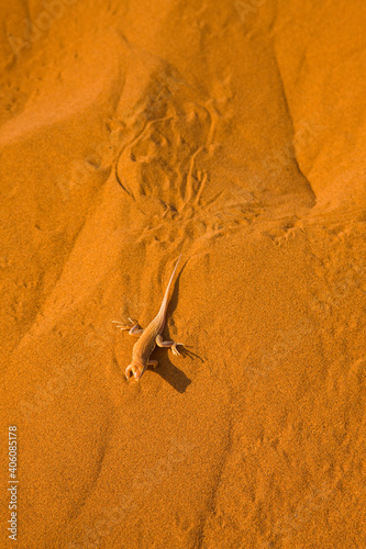 Lagarto de dunas (Meroles anchietae), Desierto Namib, Namibia, Africa photo