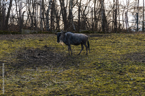 White-bearded wildebeest Connochaetes taurinus albojubatus walking on large green glade