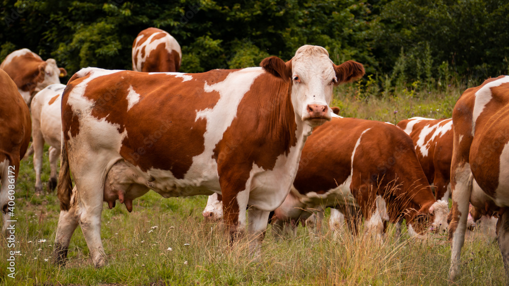 Detail of a brown cow watching the surroundings