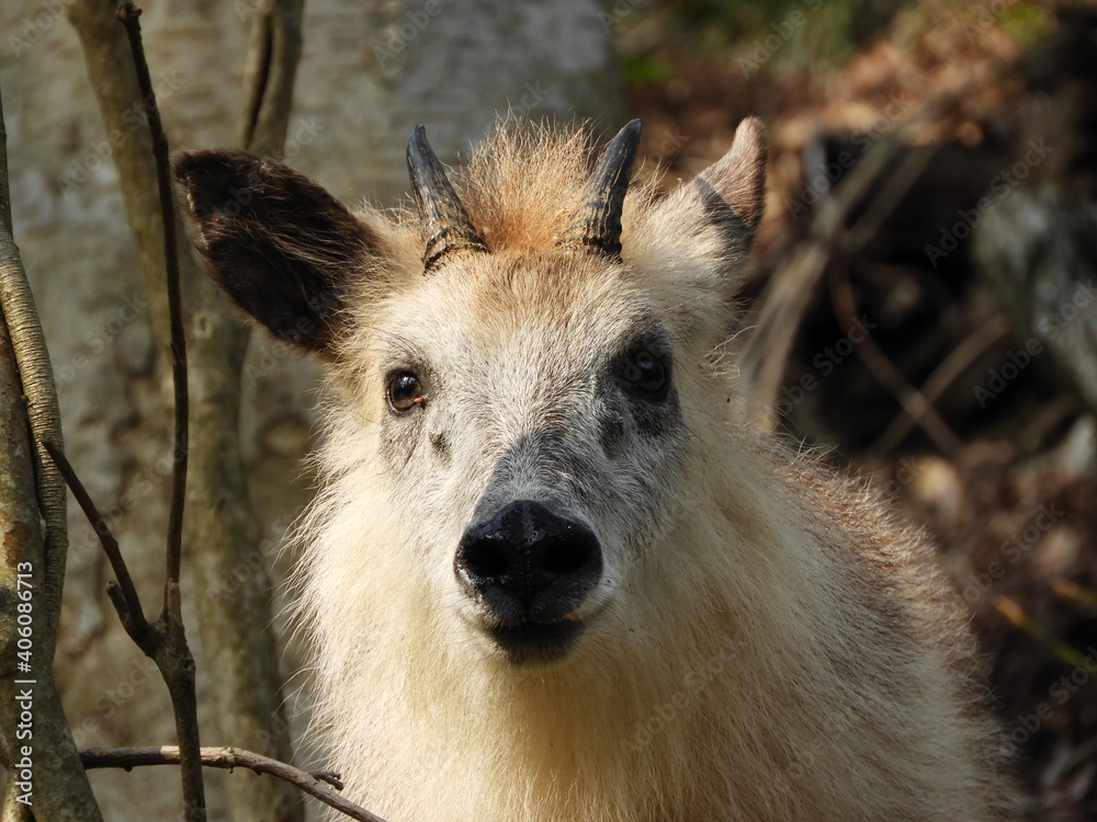 Fototapeta premium ニホンカモシカ・4月・秋田市