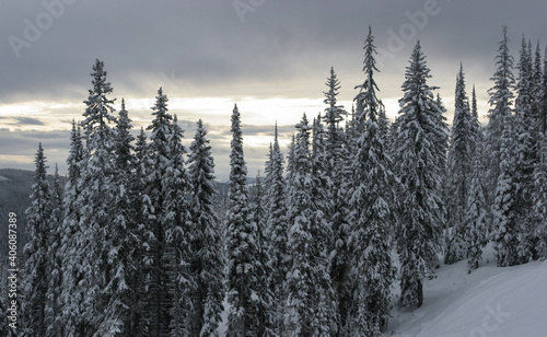 雪に覆われた針葉樹林