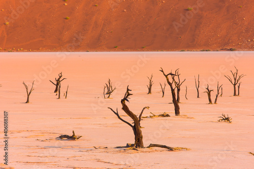 Deadvlei  Sossus Vlei  Desierto Namib  Namibia   Africa
