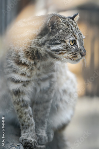 Leopard bengal cat. Prionailurus Felis bengalensis euptilura - wild animal live in tropical rain forest, South East Asia. Small tiger mammal photo