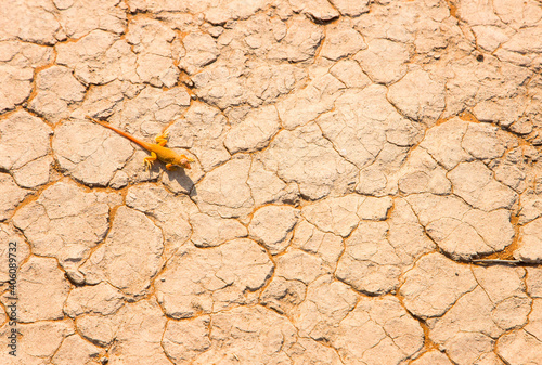 Lagarto de dunas (Meroles anchietae), Desierto Namib, Namibia, Africa photo
