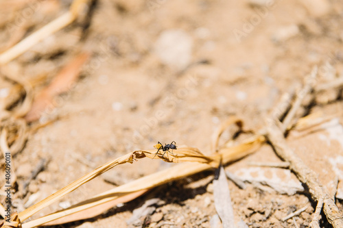 Black Ant on a dried leaf 