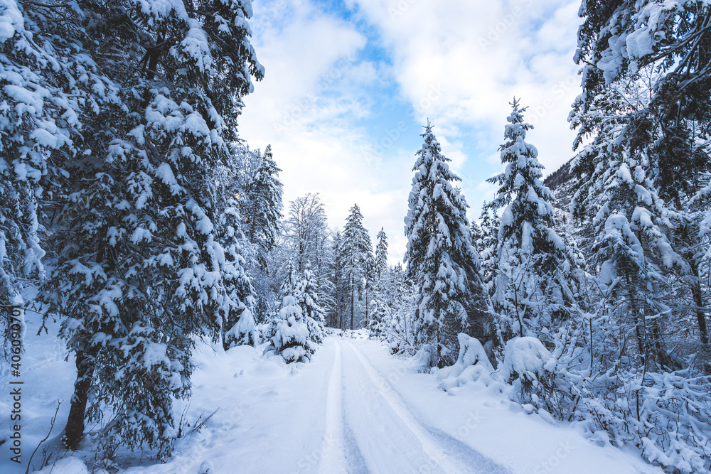 Obraz premium Winter landscape in the nature: Footpath, snowy trees and blue sky