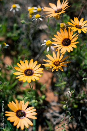 Orange Daisy in the sunshine in spring time South Africa.