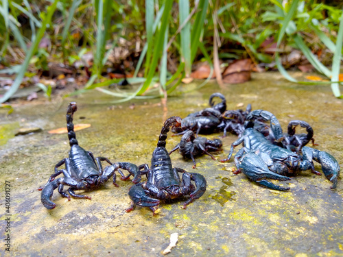 Horde of black scorpions On the ground in the garden