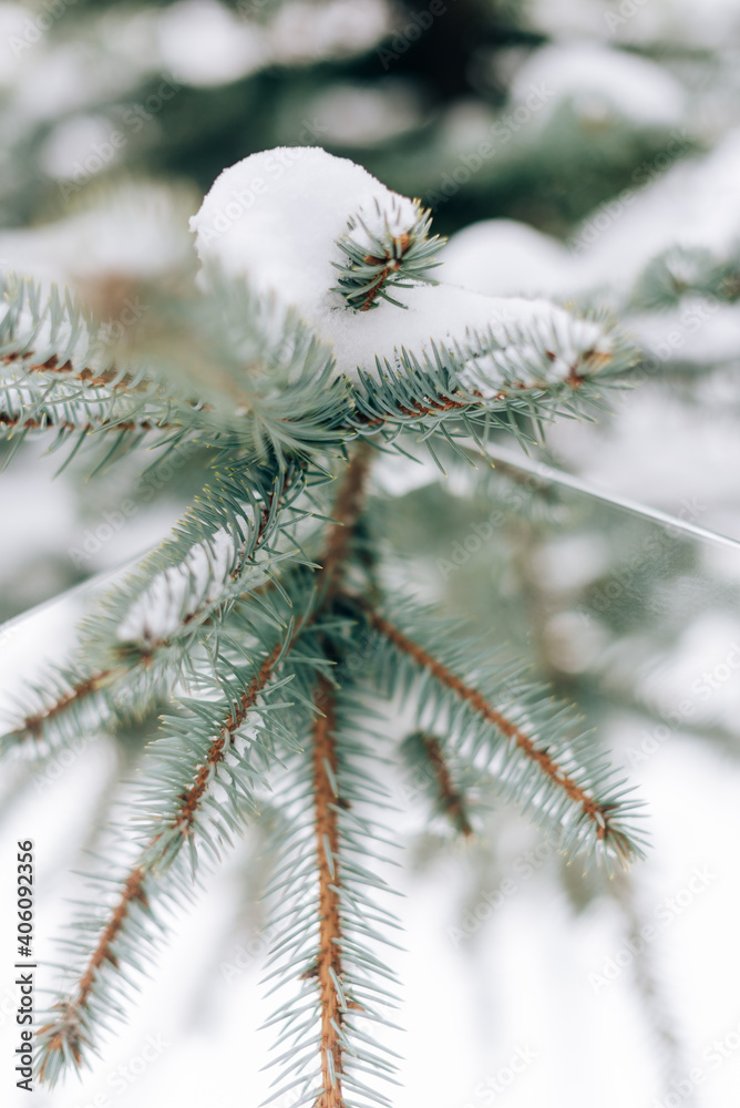 Spruce branch with a snow cap close-up