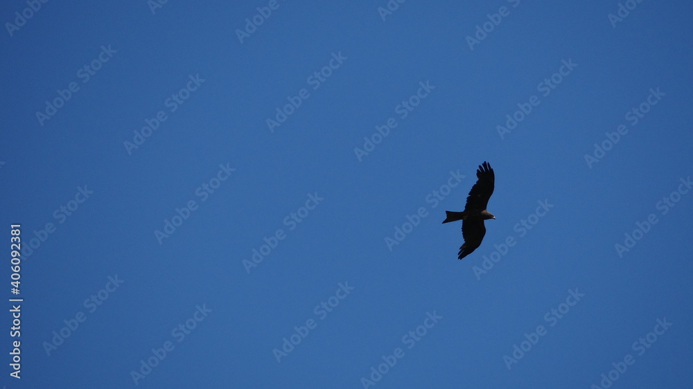 eagle in flight