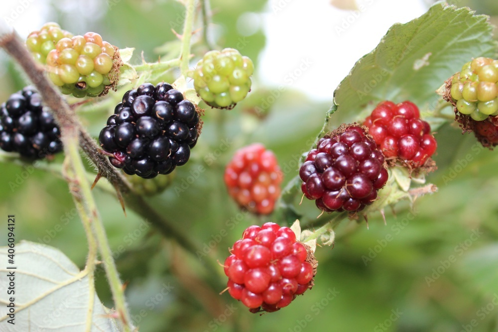Raspberries Raspberries
