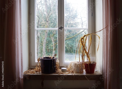 Water needed - dead dried plants withered on old window sill in an abandoned house