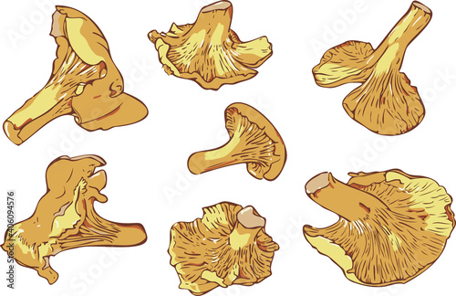 Vector illustration set with mushrooms isolated on a white background. Realistic Cantharellus cibarius design.