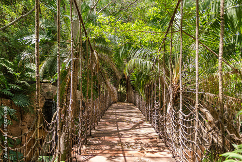 Fototapeta Naklejka Na Ścianę i Meble -  Old wooden bridge hanging with ropes over a river in thick african jungle