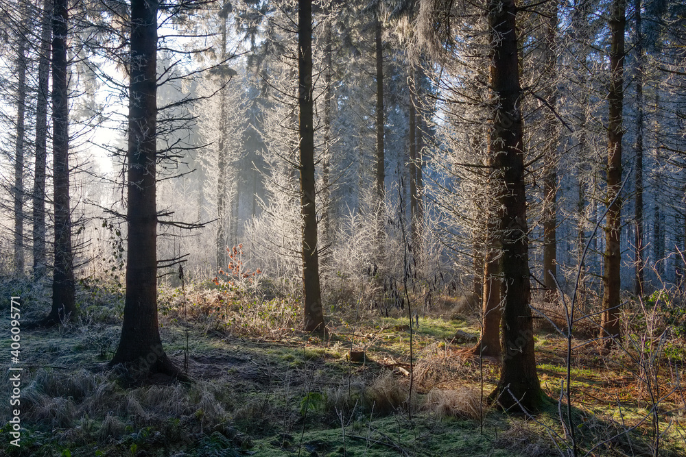 Winter landscape, trees in forest covered with hoarfrost