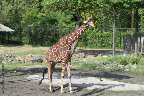 Photography giraffe in the zoo