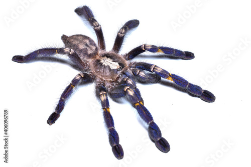 Closeup picture of the blue Gooty sapphire ornamental tarantula Poecilotheria metallica (Araneae; Theraphosidae), a common pet spider from India photographed on white background.