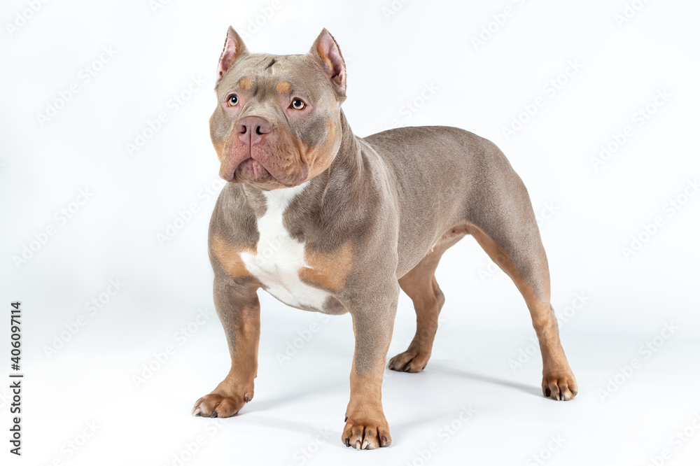 Female dog of american bully breed of lilac tri color standing at
