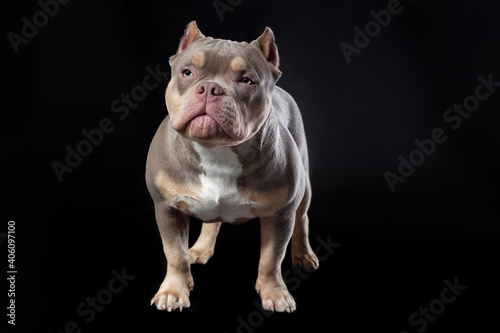 Male dog of american bully breed of lilac tri color standing at the black background at front view