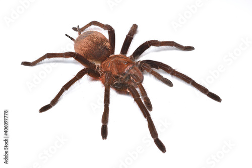 Goliath birdeater tarantula Theraphosa apophysis (Theraphosidae; Araneae) from Venezuela - mature female of one of the biggest spider species in the world photographed on white background.