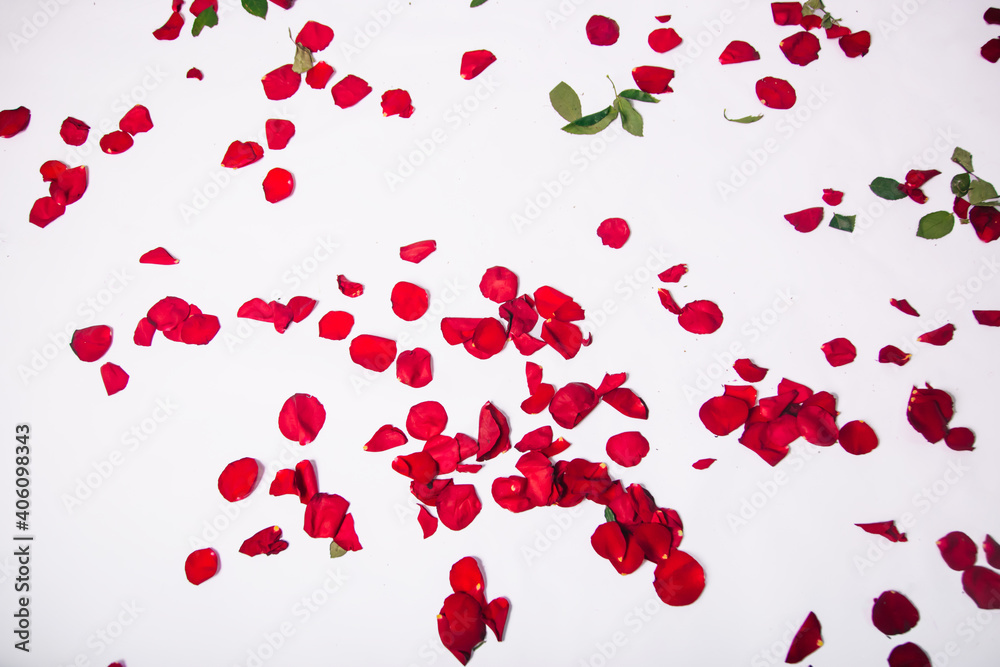 Petals scattered from red roses on a white background.