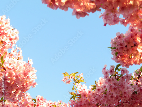 青空に映える満開の河津桜 © Tammyiho