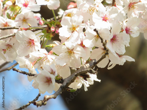 満開の染井吉野の桜
