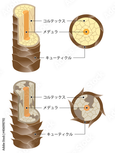 髪のしくみ　健康な髪と傷んだ髪