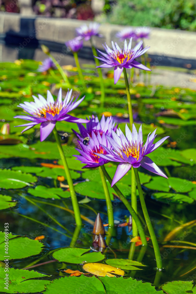 Conservatory Garden in summer with lotus flower Conservatory Garden in summer with lotus flower