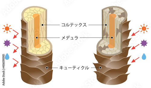 髪のしくみ　健康な髪と傷んだ髪