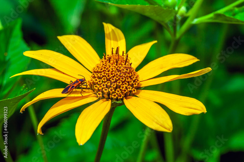 Diasy in garden photo