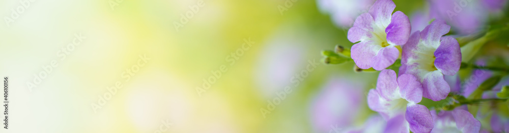 Nature of flower in garden using as cover page background natural flora wallpaper or template brochure landing page design Nature of flower in garden using as cover page background natural flora wallpaper or template brochure landing page design