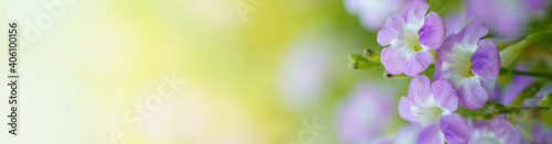 Nature of flower in garden using as cover page background natural flora wallpaper or template brochure landing page design