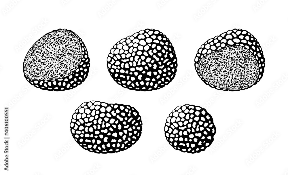 Truffle logo. Isolated truffle on white background Truffle logo. Isolated truffle on white background