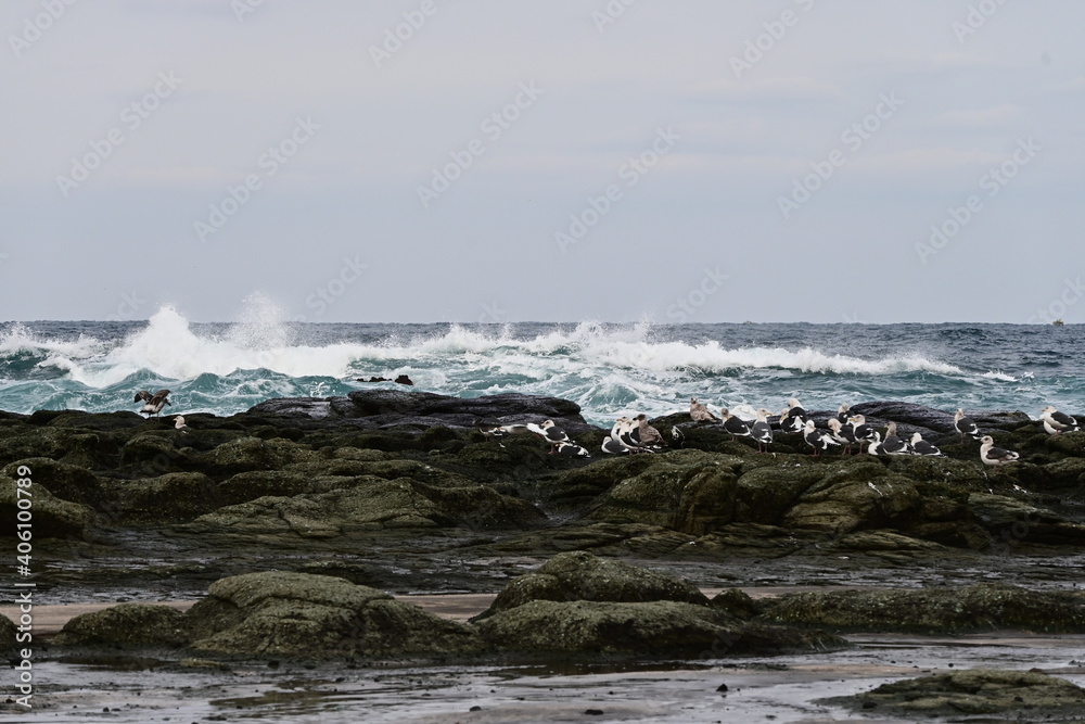 Obraz premium 海鳥と厳冬の波