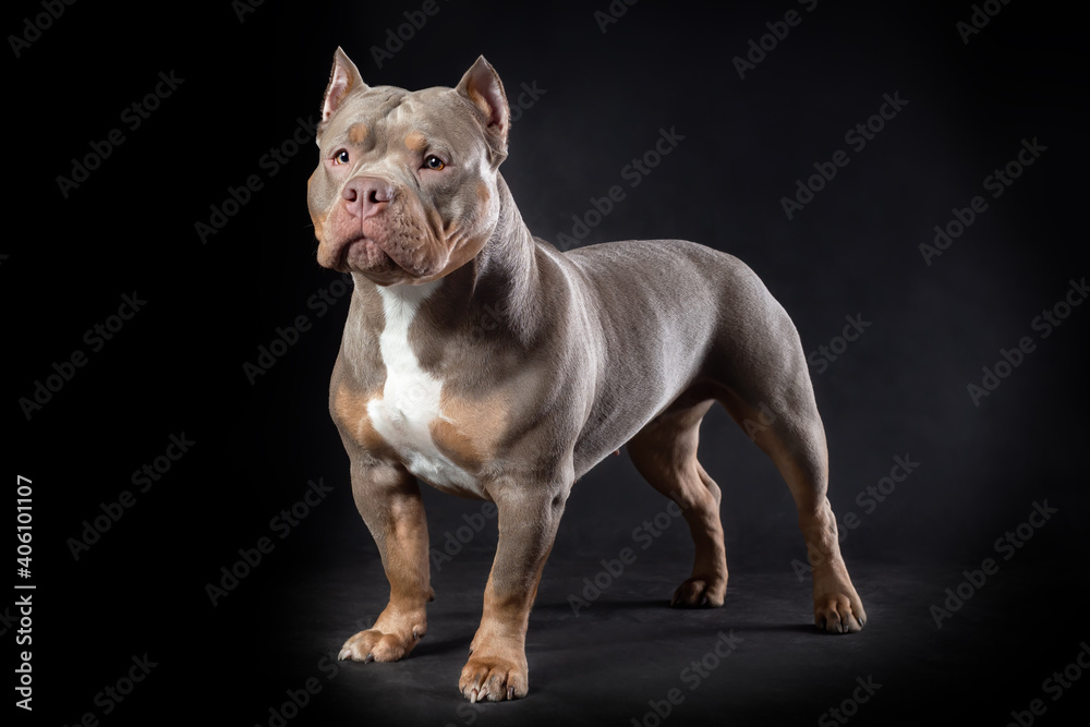 American Bully Female Standard Size At Hayden Seton Blog