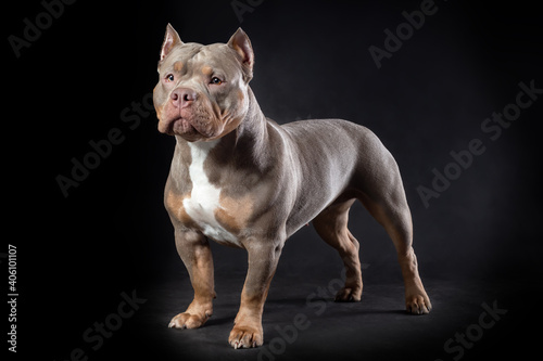 Female dog of american bully breed of lilac tri color standing at the black background