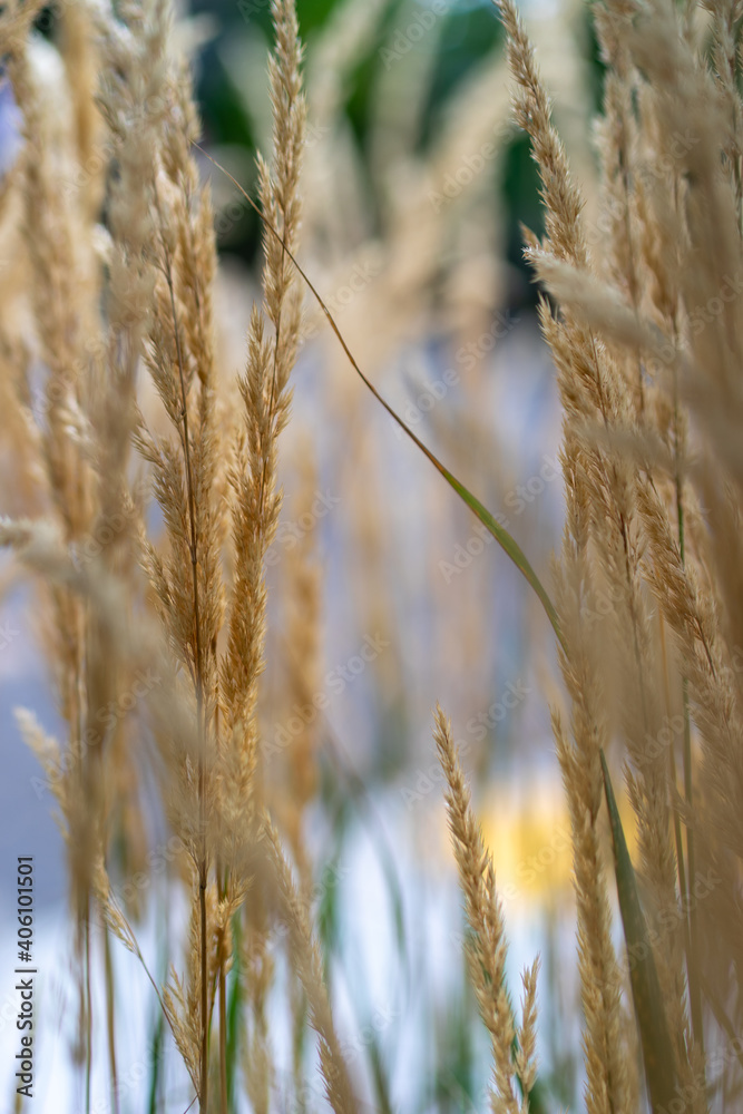 Fototapeta premium reed in the wind