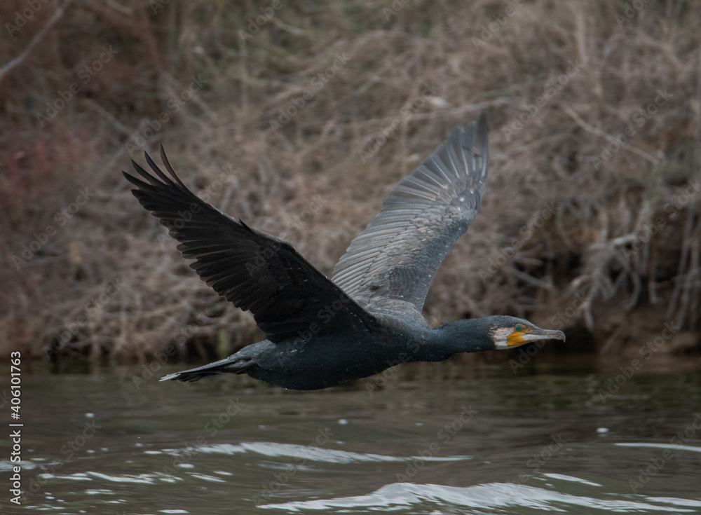 Obraz premium cormoran en vol