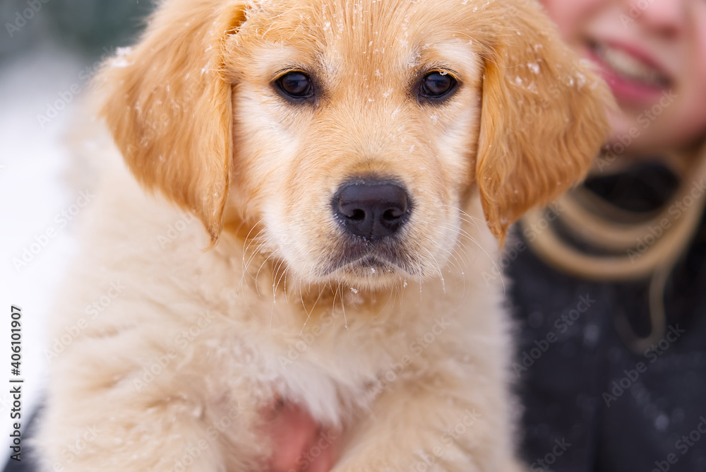 A portrait of a Golden retriever dog in winter snow