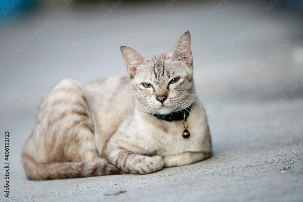 Lovely gray cat sitting at outdoor Lovely gray cat sitting at outdoor